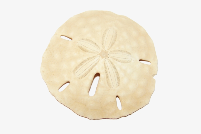 Sanddollar « Biodanza - Seashell, transparent png #564920