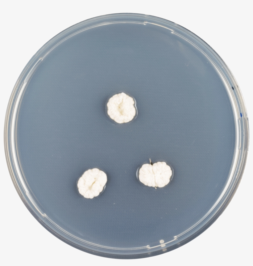 Aspergillus Ambiguus Cya - Jellyfish, transparent png #564942