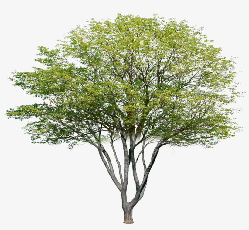 Conceptual Architecture, Landscape Architecture, Landscape - Accounting, transparent png #564945