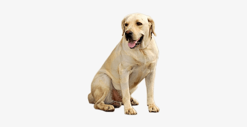 Golden Retriever Dog - Dog Transparent, transparent png #565632