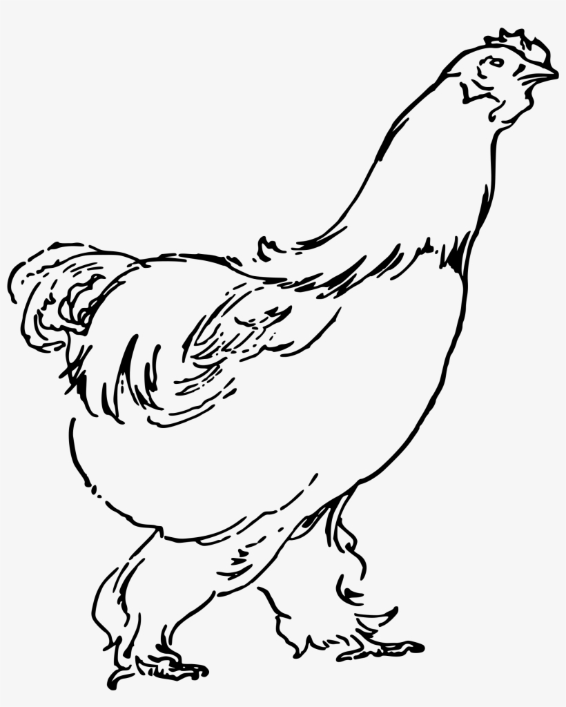 Free Png Hen - Hen Drawing Png, transparent png #566187