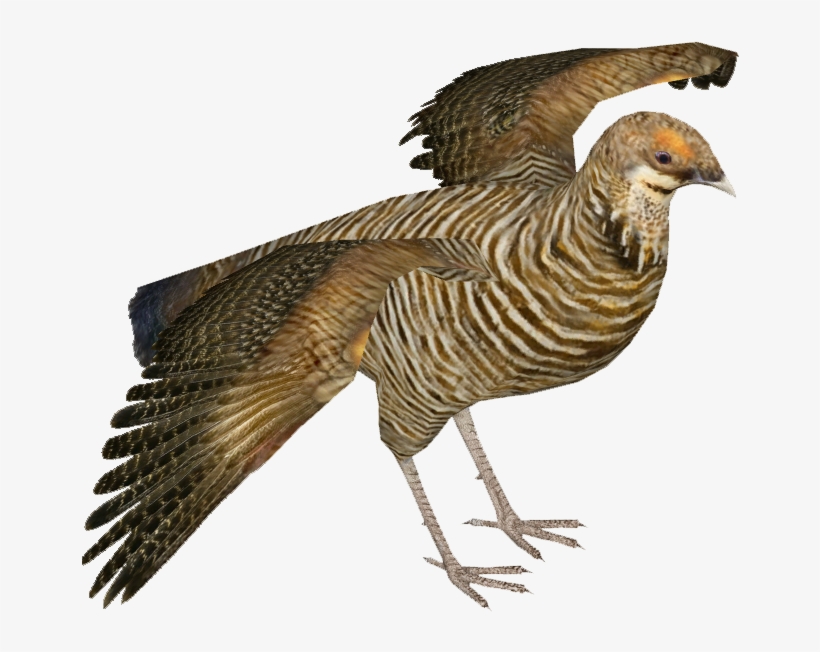 Heath Hen F - Heath Hen, transparent png #566191