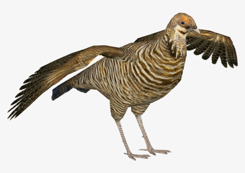 Heath Hen F - Tragopan Zt2, transparent png #566625