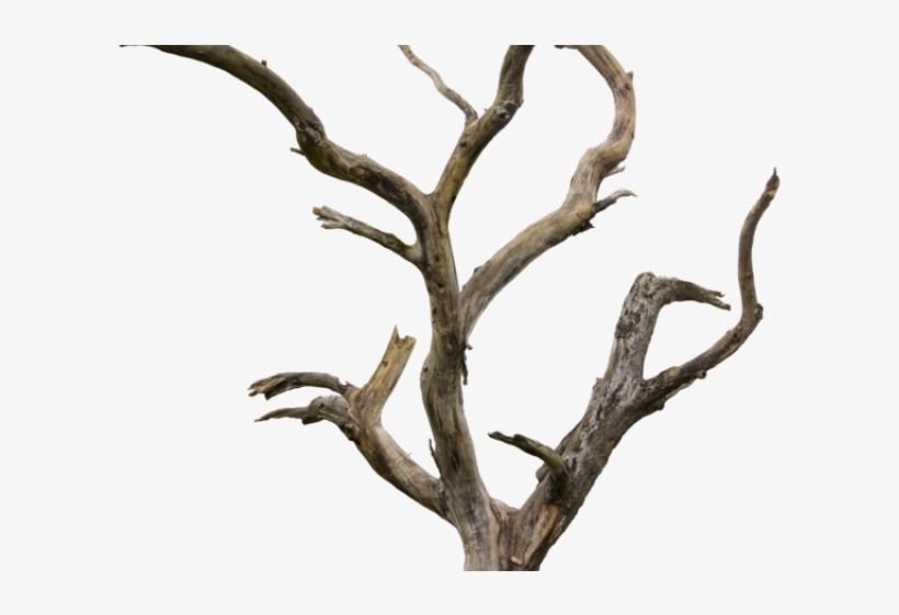 Dead Tree Clipart Tree Trunk - Dry Tree Png, transparent png #566771