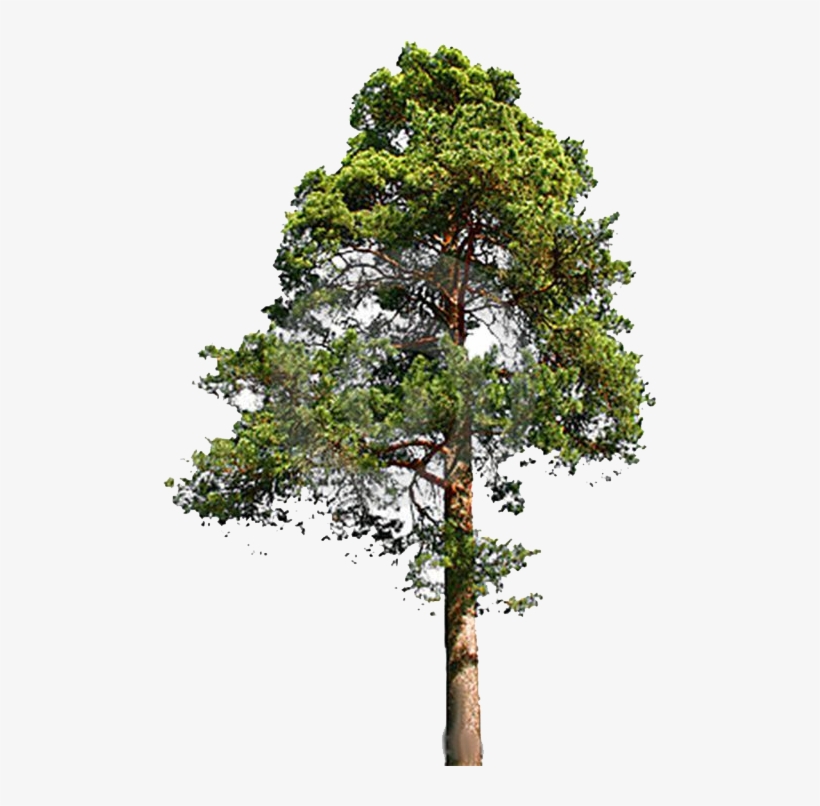Fir-tree Png File - Eastern White Pine Png, transparent png #567000