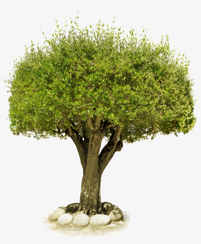 Tree Png Image, Free Download, Picture - Château De Saumur, transparent png #567069