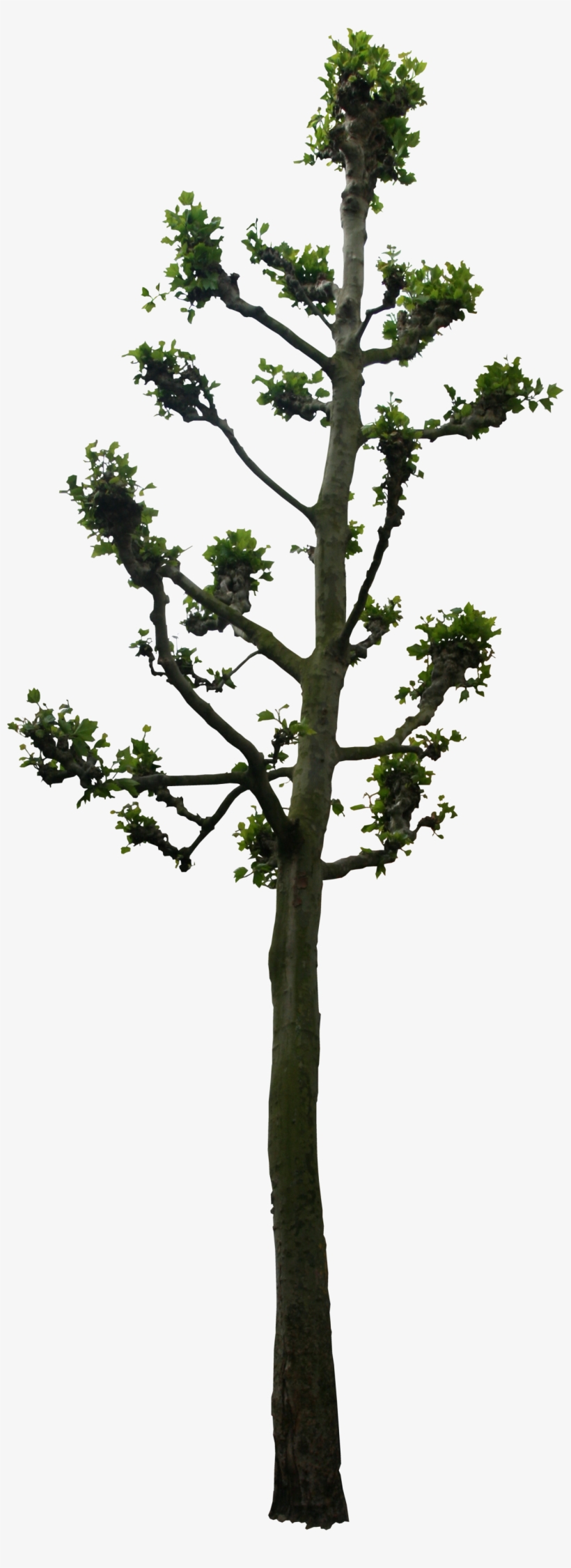 Linden Tree Png, transparent png #567088
