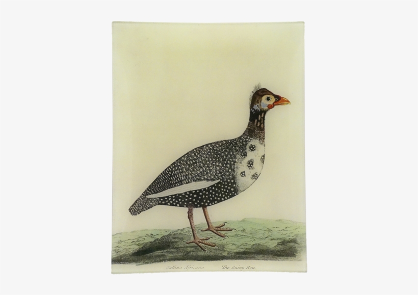 The Guiny Hen - Chicken, transparent png #567127