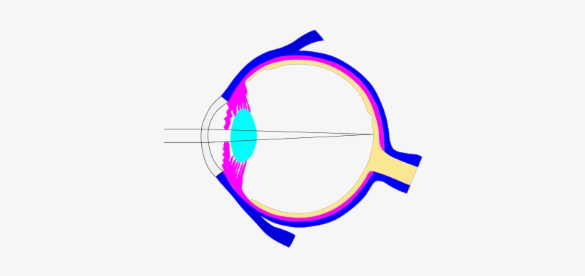 This Is An Inkscape Document With Different Layers - Human Eye, transparent png #567201