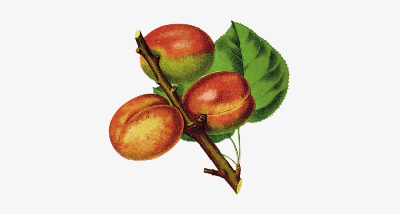 Share / Imprint / Design By Why - Prunus Armeniaca, transparent png #569509