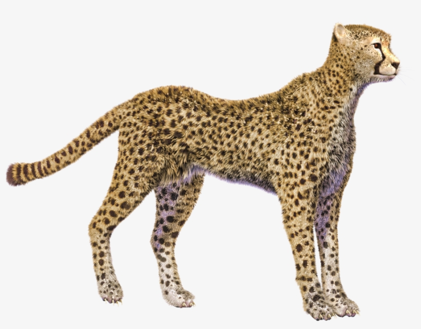 Cheetah Photos - Cheetah No Background Png, transparent png #569596