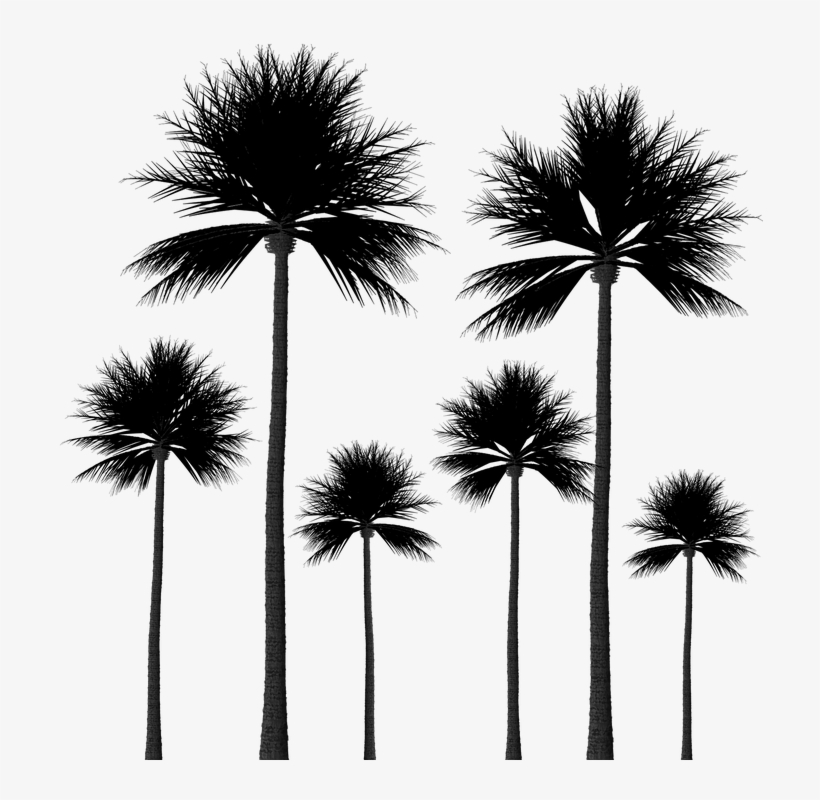 15 Palm Tree Silhouettes Png Transparent Background - Palm Trees Group Png, transparent png #569680