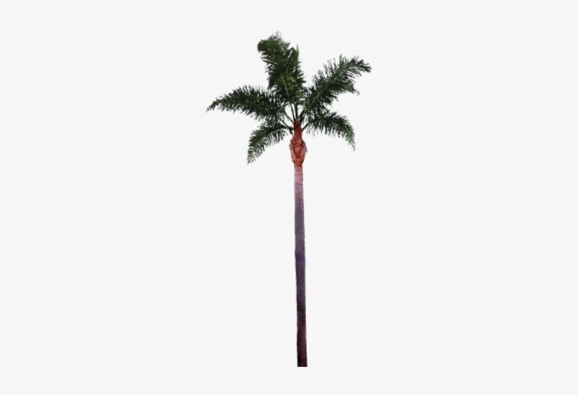 Free Png Palm Tree Png Images Transparent - Palm Tree Trunk Png, transparent png #569708