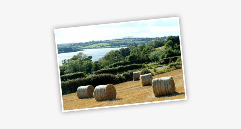 We Focus On Value And Quality, Providing Competitively - Hay, transparent png #569848