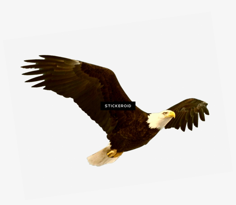 Bald Eagle Birds - Bald Eagle, transparent png #5601313
