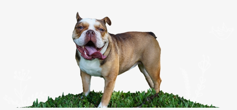 Penelope The Chocolate Tri English Bulldog Rare Color - Tampa, transparent png #5602032