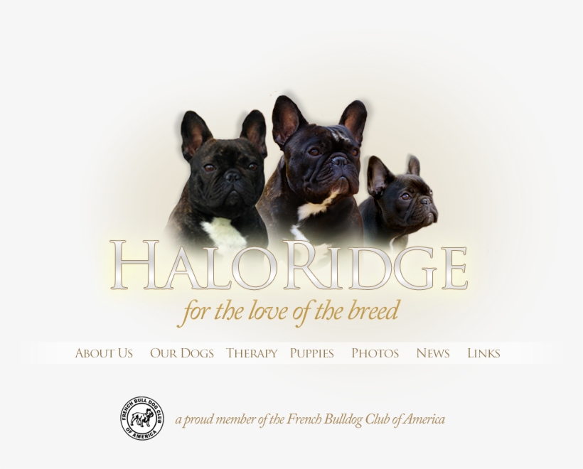 Haloridge French Bulldogs, transparent png #5602423