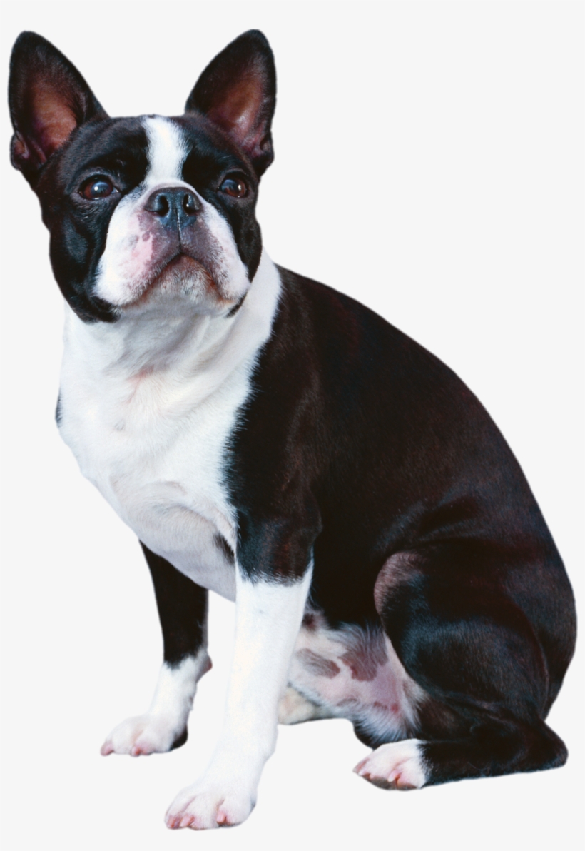 Clip Art Boxer French Bulldog - French Bulldog Black And White Dog, transparent png #5602673