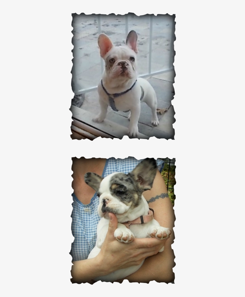 Merle Is A Dominant Gene, On Average Half The Puppies - Colegio De San Francisco Javier Palompon Leyte, transparent png #5602784