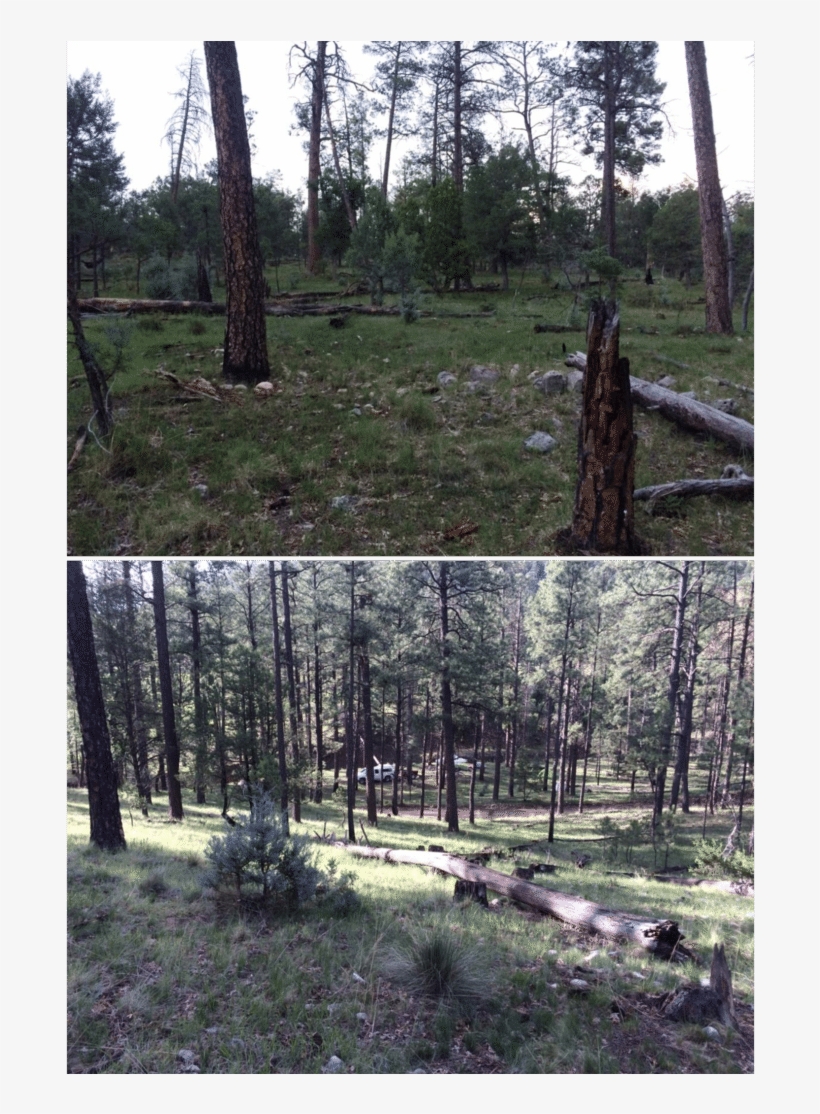 Survey Location For The Peñasco Least Chipmunk In Sixteen - Sixteen Springs Canyon, transparent png #5603344