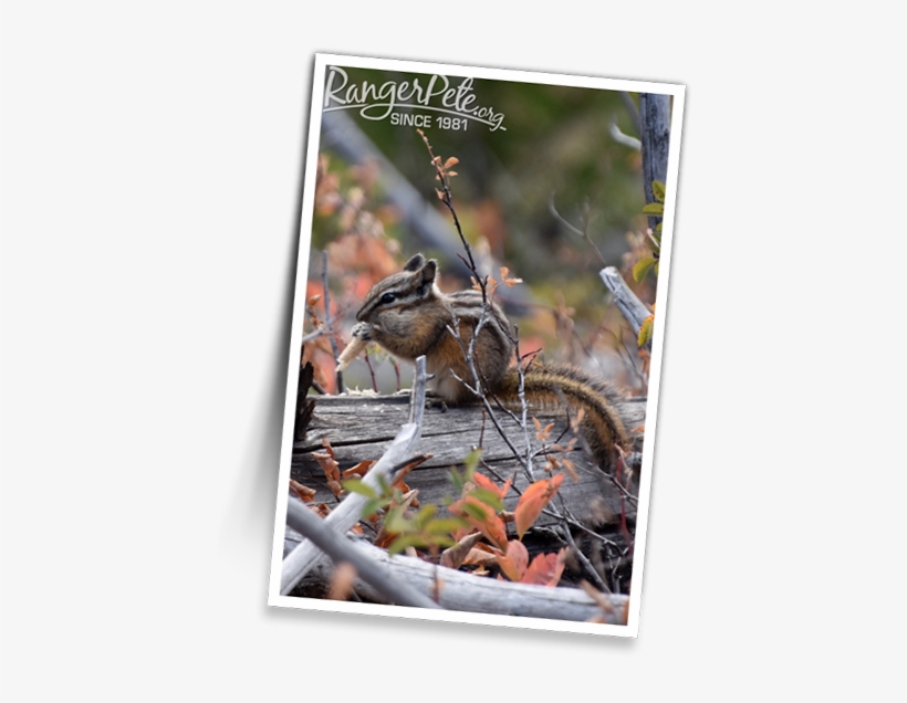 Undine-chipmunk - Organ Mountains Chipmunk, transparent png #5603403