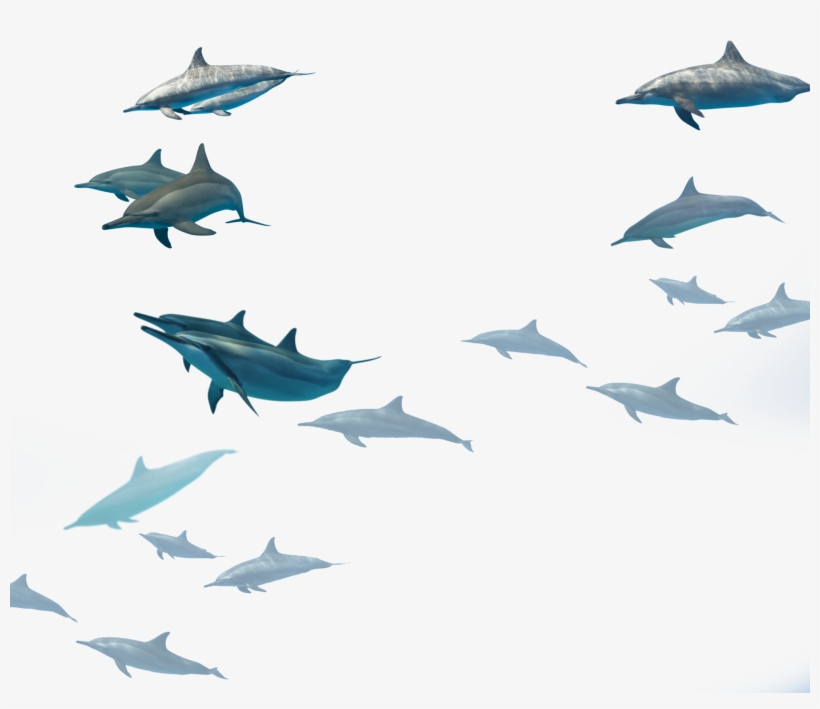 Choose Your Eco-tour Experience - Dolphin Fish Hd Png, transparent png #5604346