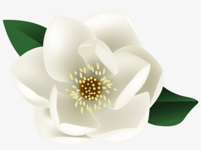 Free Png White Magnolia Flower Png Images Transparent - Magnolia Clipart Transparent Background, transparent png #5604784