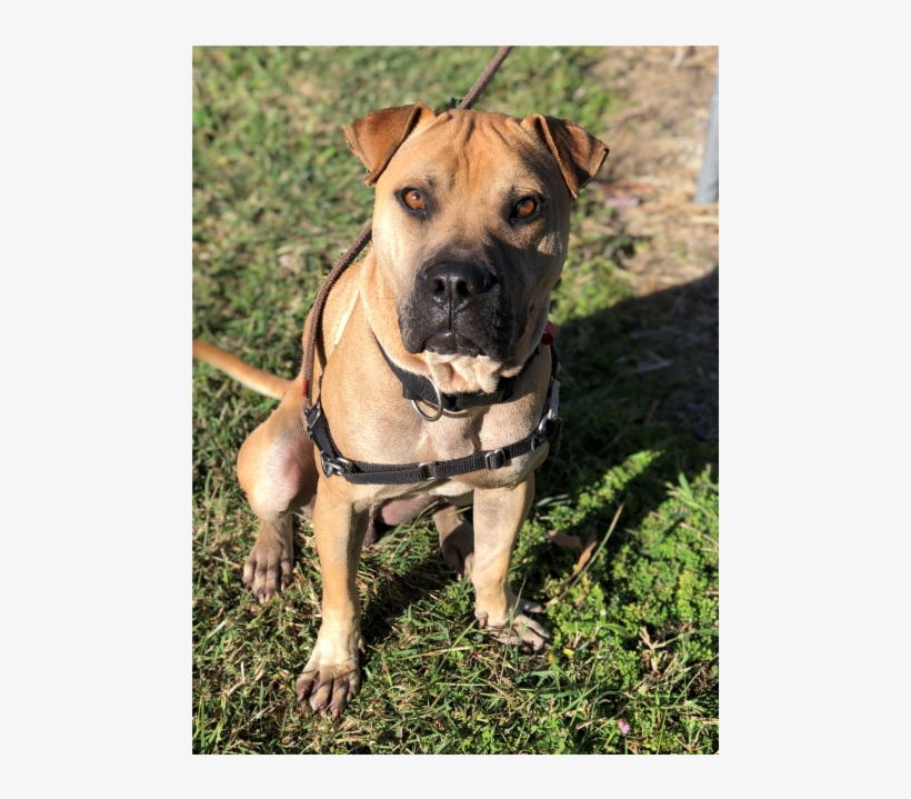 Photo Of Sharpie - Dog, transparent png #5605178