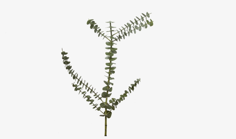 Our Top Favorite Fall Flowers Holex Flower Blog Png - Fern, transparent png #5606552