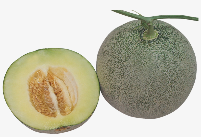 1155 Ttx - Honeydew, transparent png #5607571