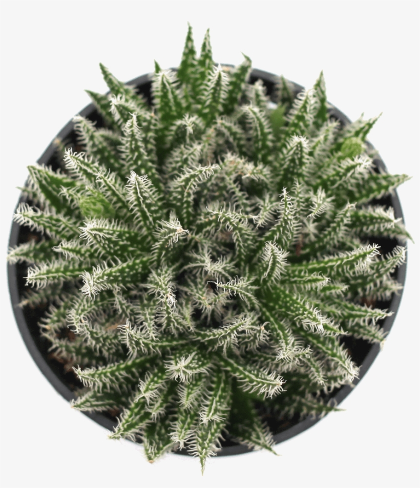 Porous Soil With Adequate Drainage, transparent png #5612201