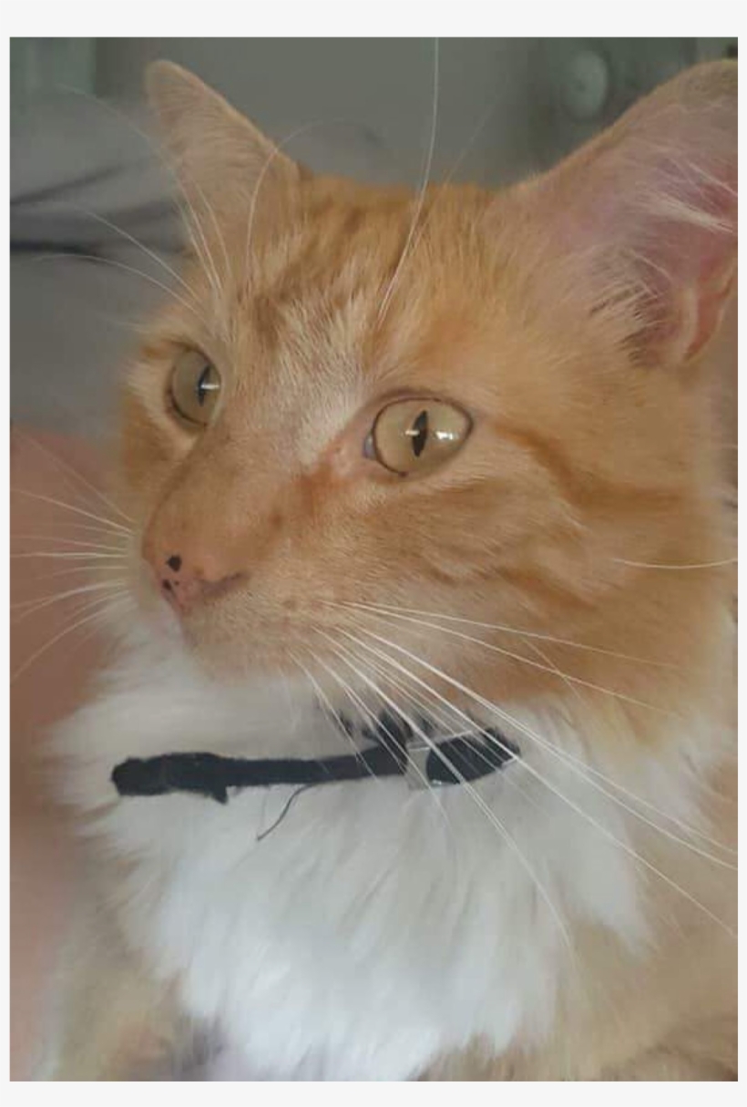 Sightings - Domestic Short-haired Cat, transparent png #5612307