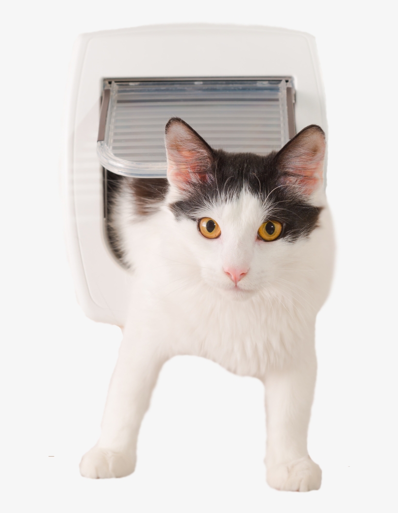 Cat For Window Expert, transparent png #5612534
