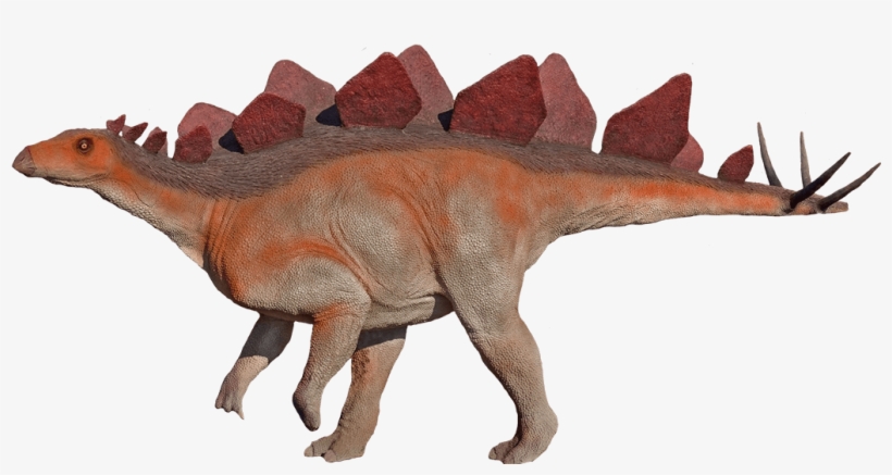 Stegosaur - Hesperosaurus, transparent png #5614298