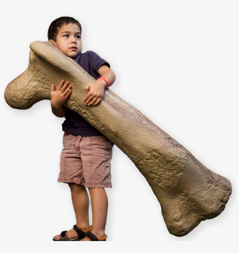 Discover The Amazing World Of Dinosaurs In This Exhibition, transparent png #5614428