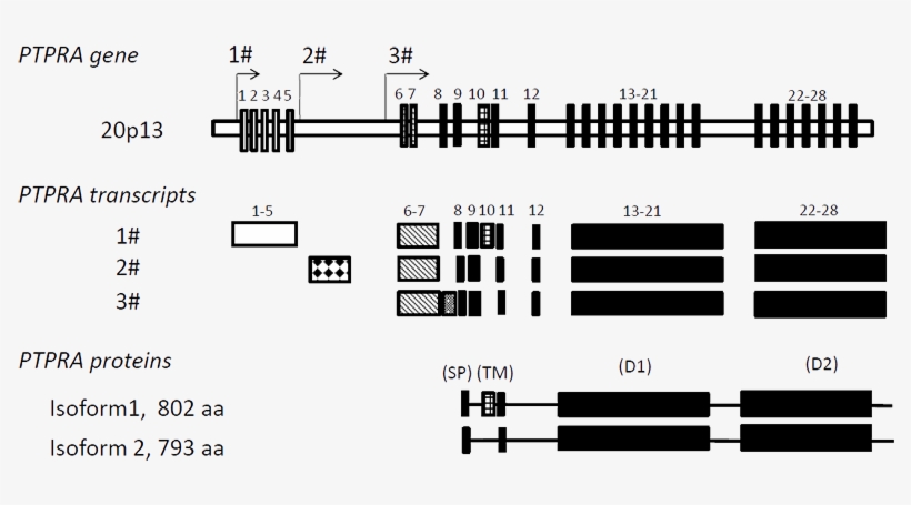 Derived Alternative Transcripts And Corresponding Protein - Diagram, transparent png #5614590