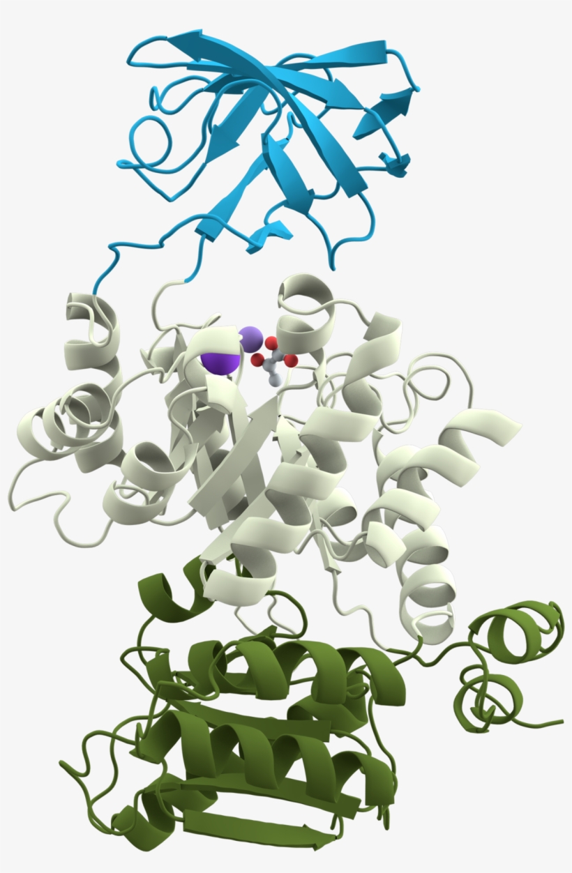 Pyruvate Kinase Domains, transparent png #5614766