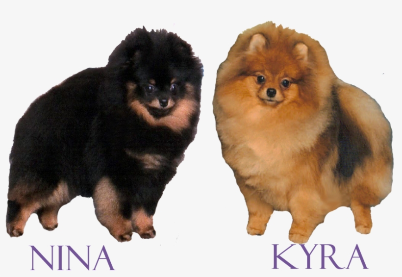 Menu - Best Party, transparent png #5615761