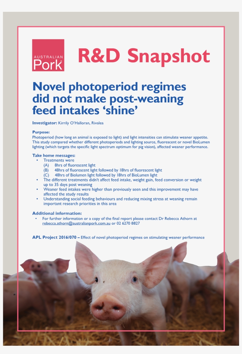 Novel Photoperiod Regimes Did Not Make Post-weaning, transparent png #5619435