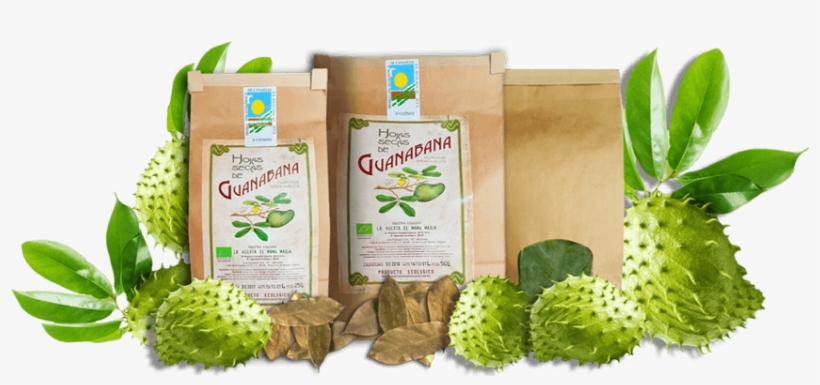 Hojas Guanabana Ecologicas De Canarias - Pharamaamazon Organic Graviola Liquid Soursop Extract, transparent png #5621304