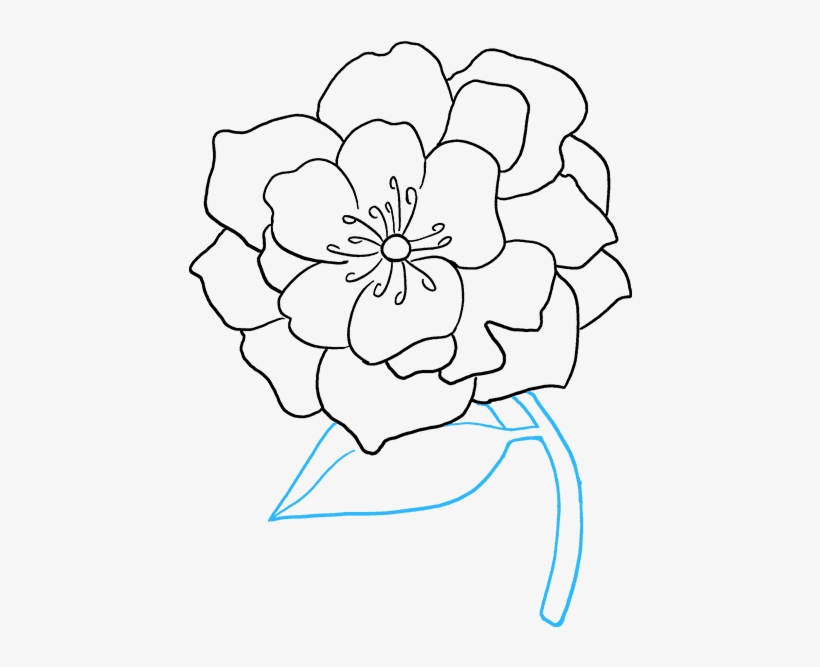 Clip Art How To Draw Peony - Drawing, transparent png #5621421