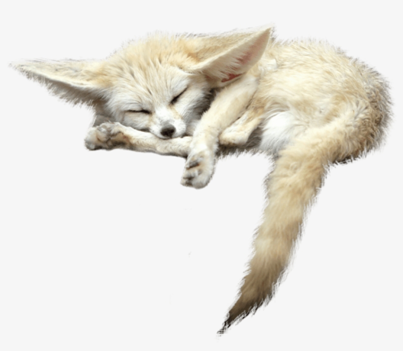 Free Png Fox S Png Images Transparent, transparent png #5622022
