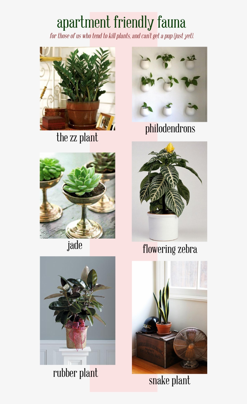 Apartment Plants, Apartment Living, Apartment Ideas, - Houseplant, transparent png #5622446