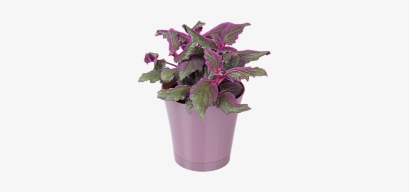Houseplant - Flowerpot, transparent png #5622732