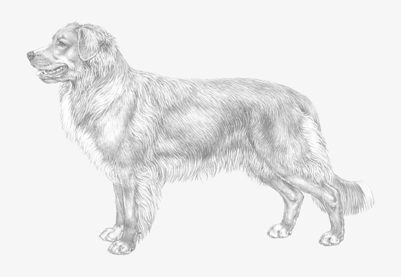 Nova Scotia Duck Tolling Retriever Ras English Summary - Nova Scotia Duck Tolling Retriever, transparent png #5623766