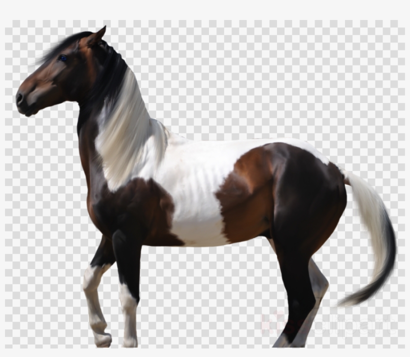 Pre Cut Horse Clipart Thoroughbred Andalusian Horse - Drawing, transparent png #5625277
