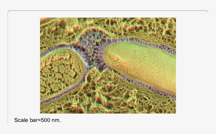 Tem Image Of Freeze-fracture Replica Of Exopolymer - Aerial Photography, transparent png #5625532
