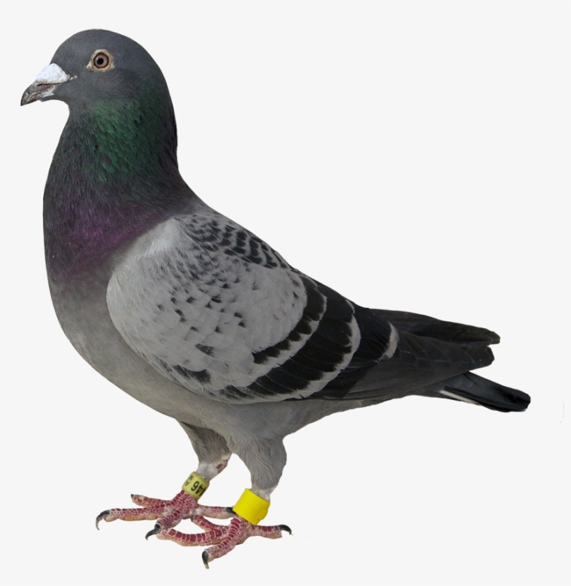 Au 2009 M Smith - Animales Nacidos En Honduras, transparent png #5625918