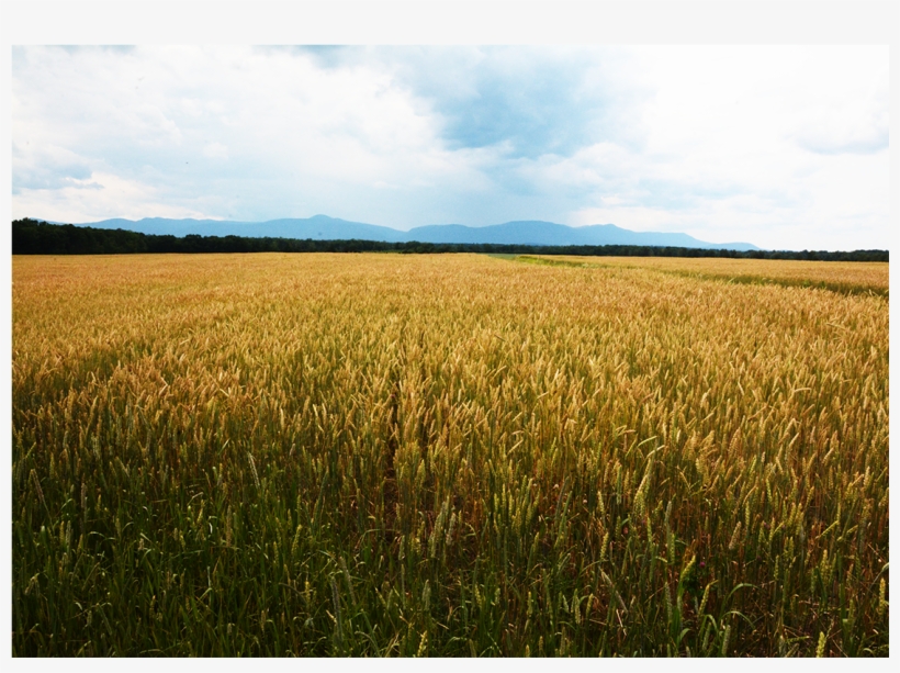 Stone House Farm Is Dedicated To Demonstrating A Viable - Field, transparent png #5626157