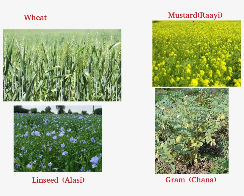 Wheat, Gram, Pea, Mustard, Linseed - Buy Cicer Arietinum Beans Vegetable Seeds 30pcs Plant, transparent png #5626508